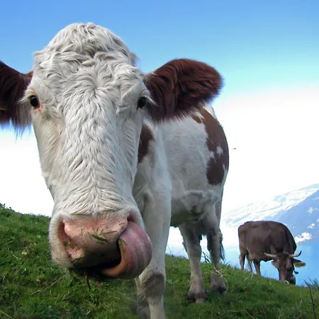 Apartment Jungfrau In See- Und Bergnaehe, Modern, Mit Balkon Und Aussicht Fuer 4 Gaeste *